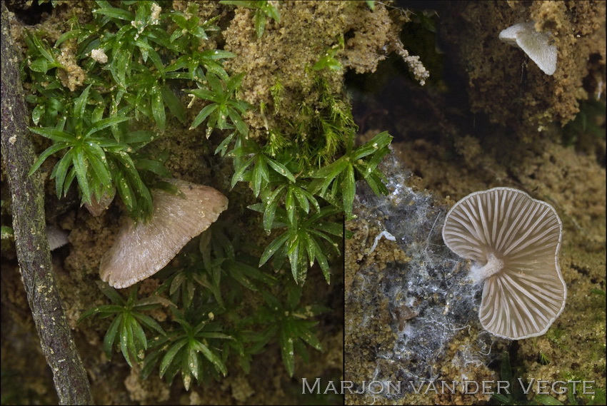 Schelpsatijnzwam - Entoloma byssisedum